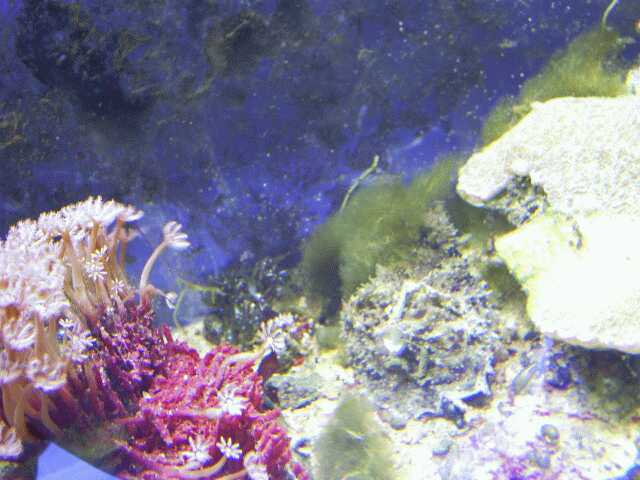 African Sea Hare