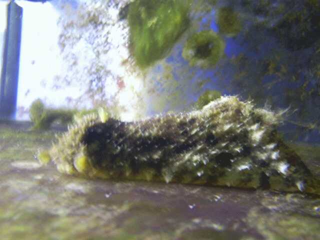 African Sea Hare