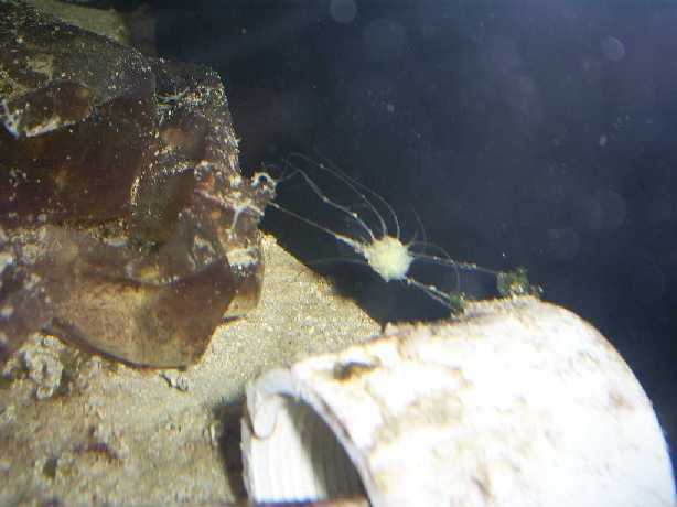 Sponge On The Move