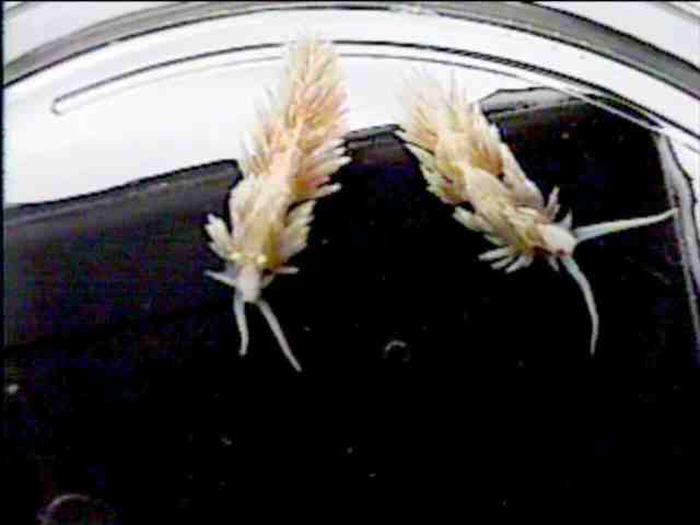 Aiptasia eating nudibranch