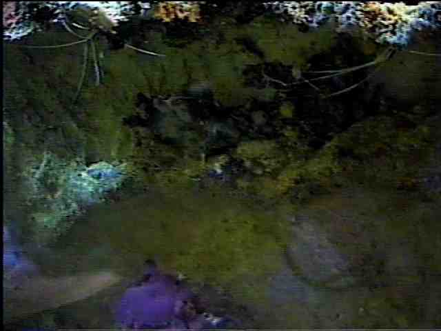 Reef Aquarium Overflow Down Under